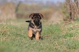 BERGER ALLEMAND 584